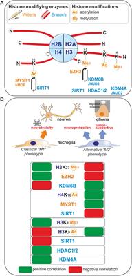 Epigenetics Control Microglia Plasticity